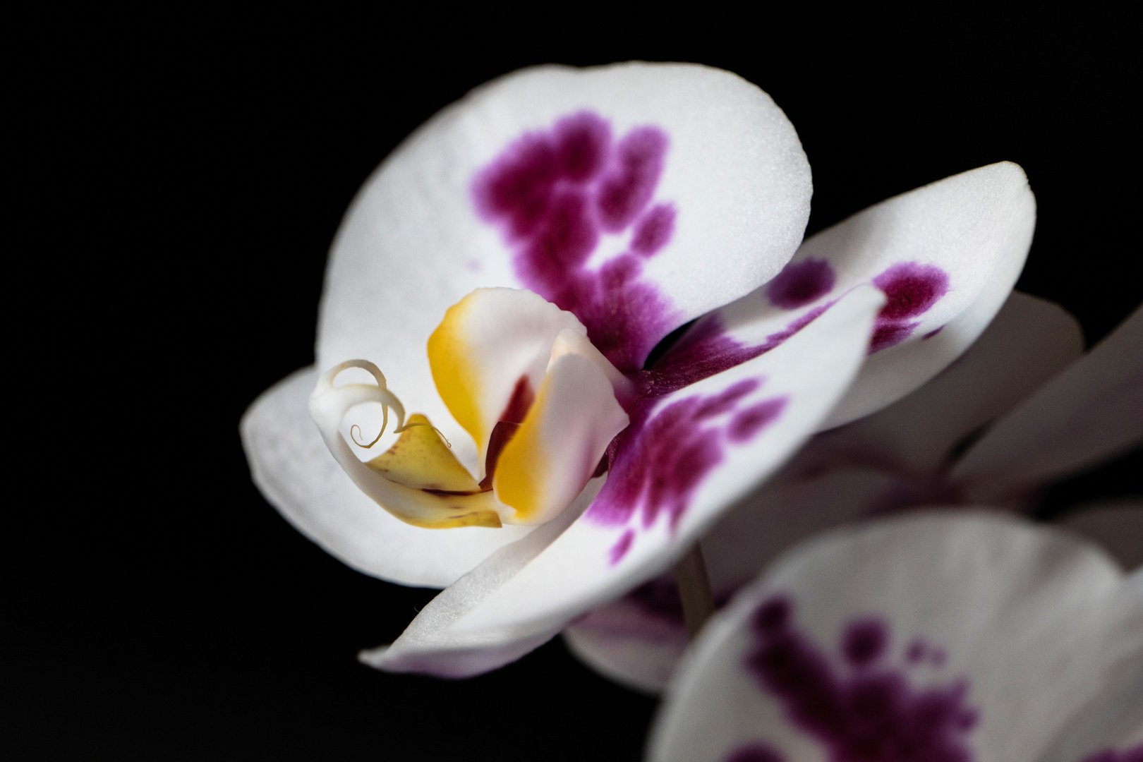 Detail der Orchideen-Blüte