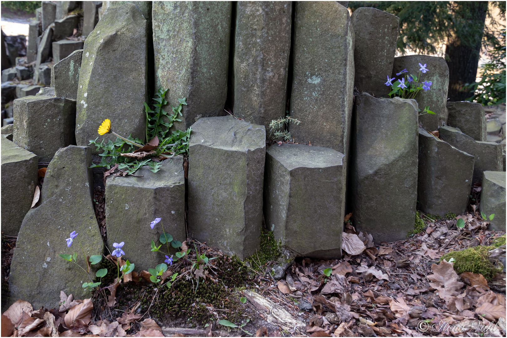 Detail der Rakotzbrücke 