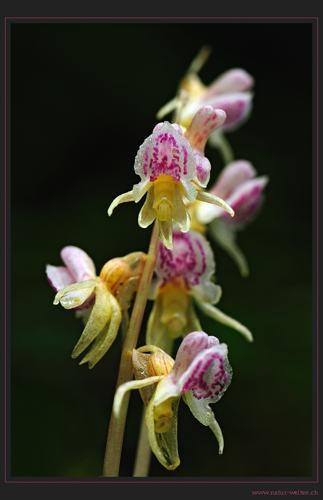 Detail der seltenen Orchidee