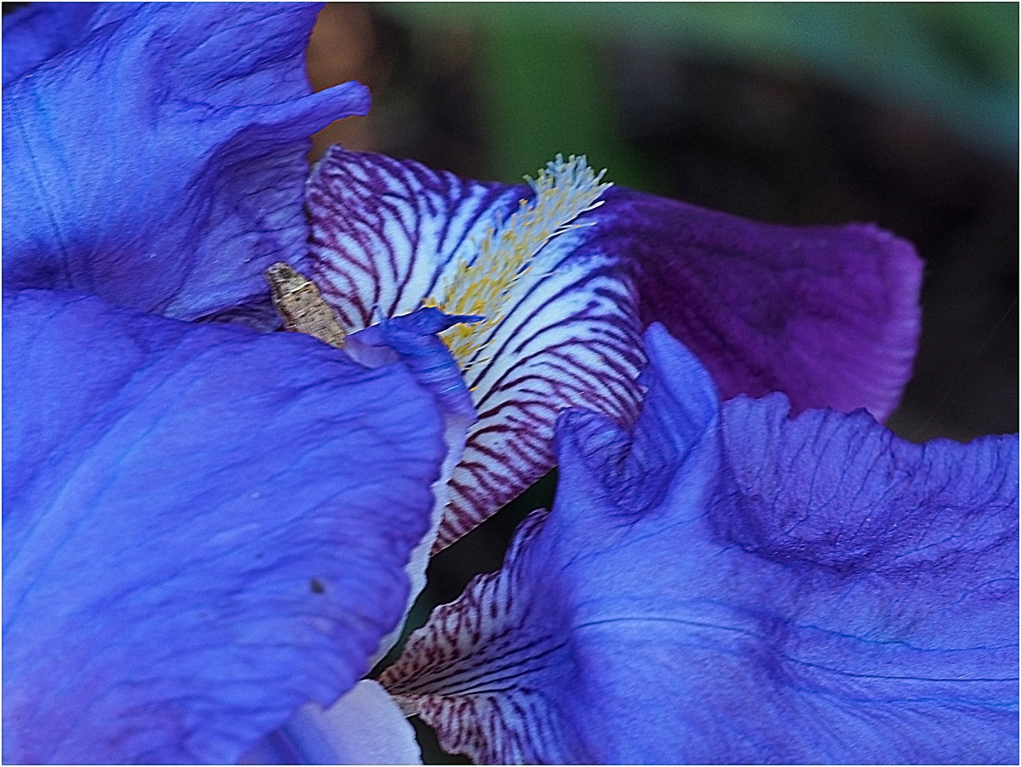 Détail d’iris bleu