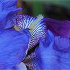 Détail d’iris bleu