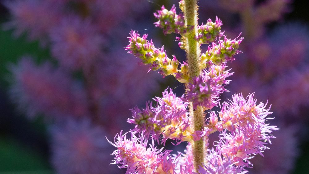 Detail einer Astilbe im Sonnenlicht