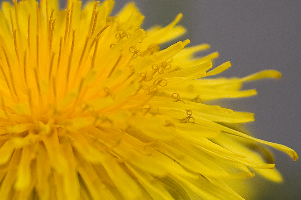 Detail einer Blüte