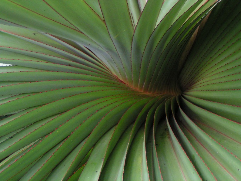 Detail einer exotischen Pflanze