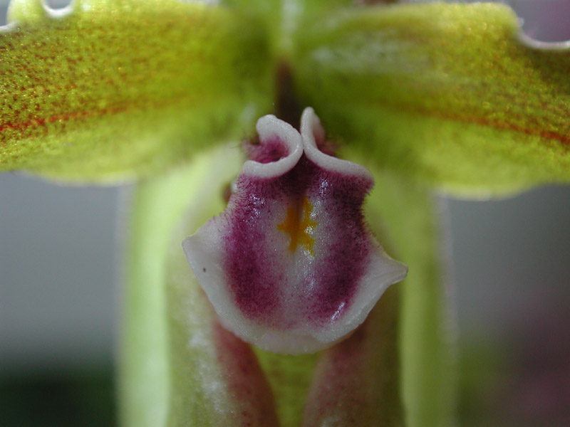 Detail einer Frauenschuh-Blüte ( Paphiopedilum Hybride)