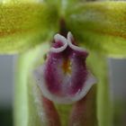 Detail einer Frauenschuh-Blüte ( Paphiopedilum Hybride)