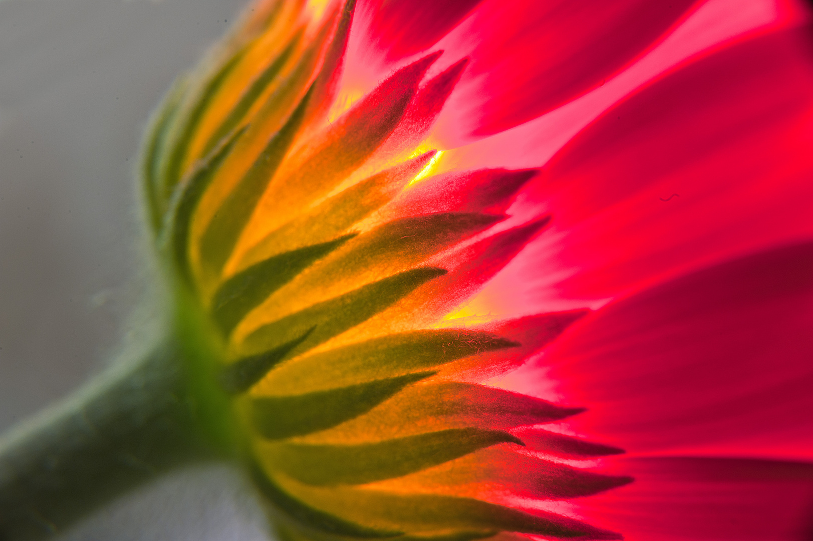 Detail einer Gerbera