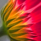 Detail einer Gerbera