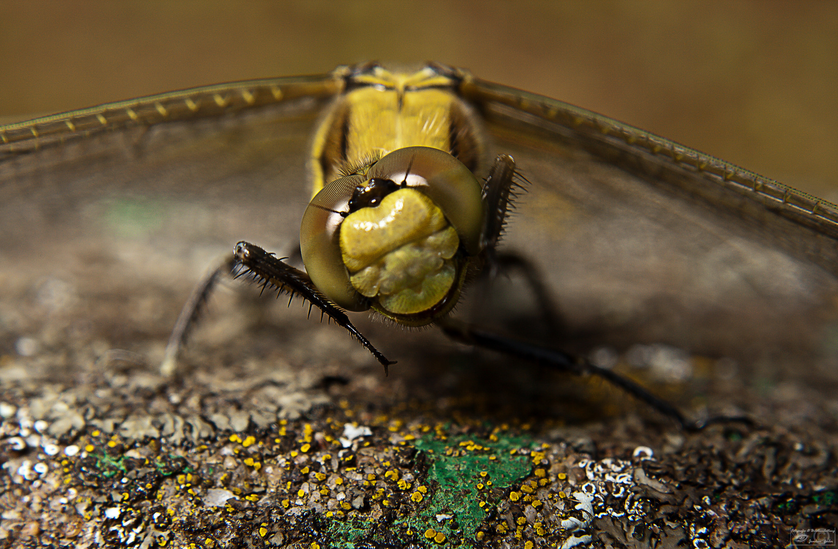 Detail einer Großlibelle 2