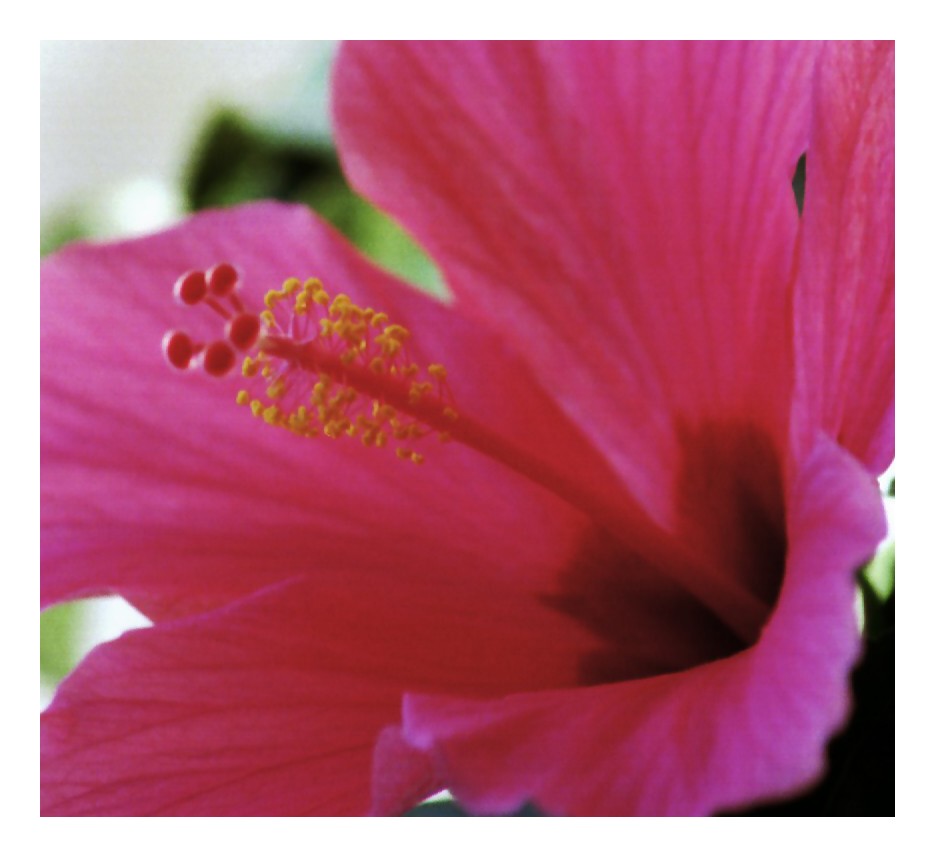 Detail einer Hibiskusblüte