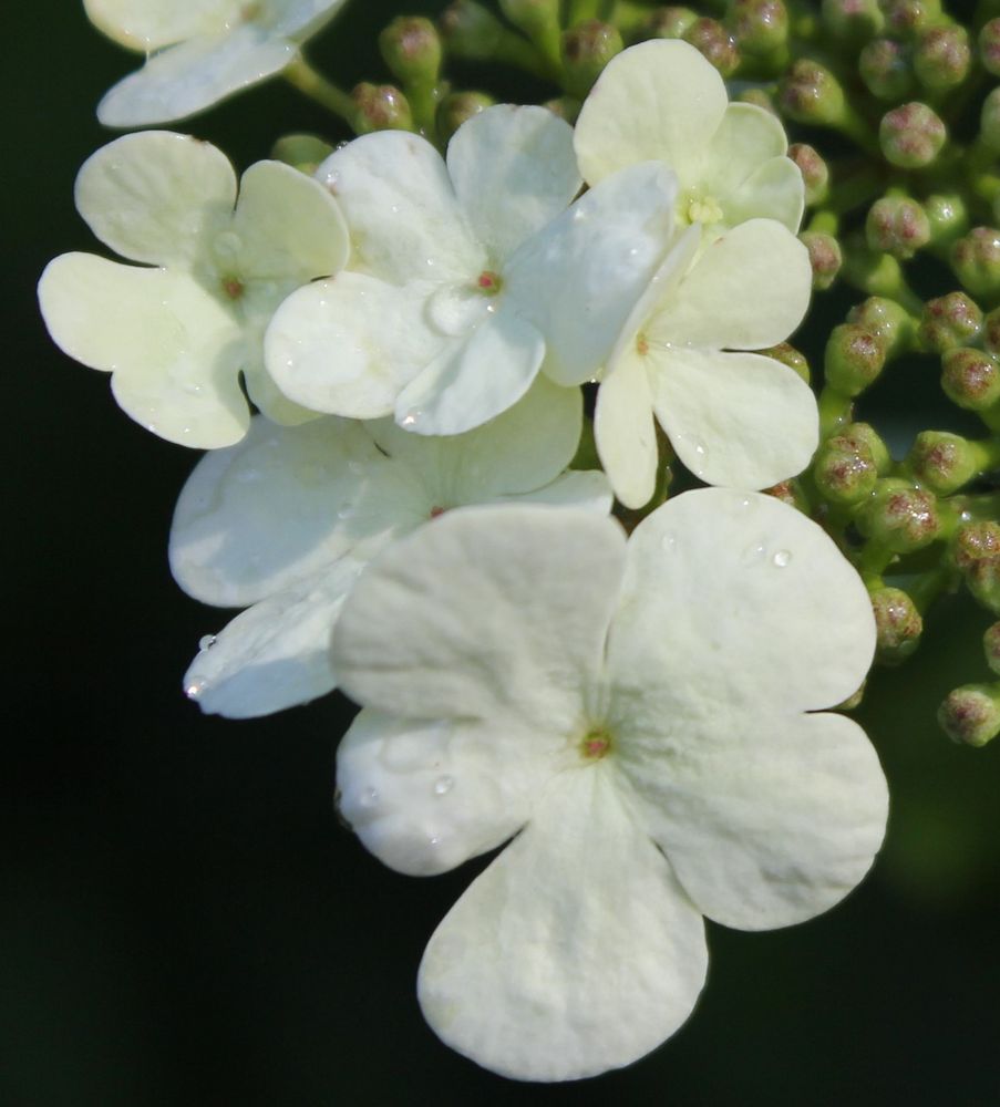 Detail einer Hortensienblüte