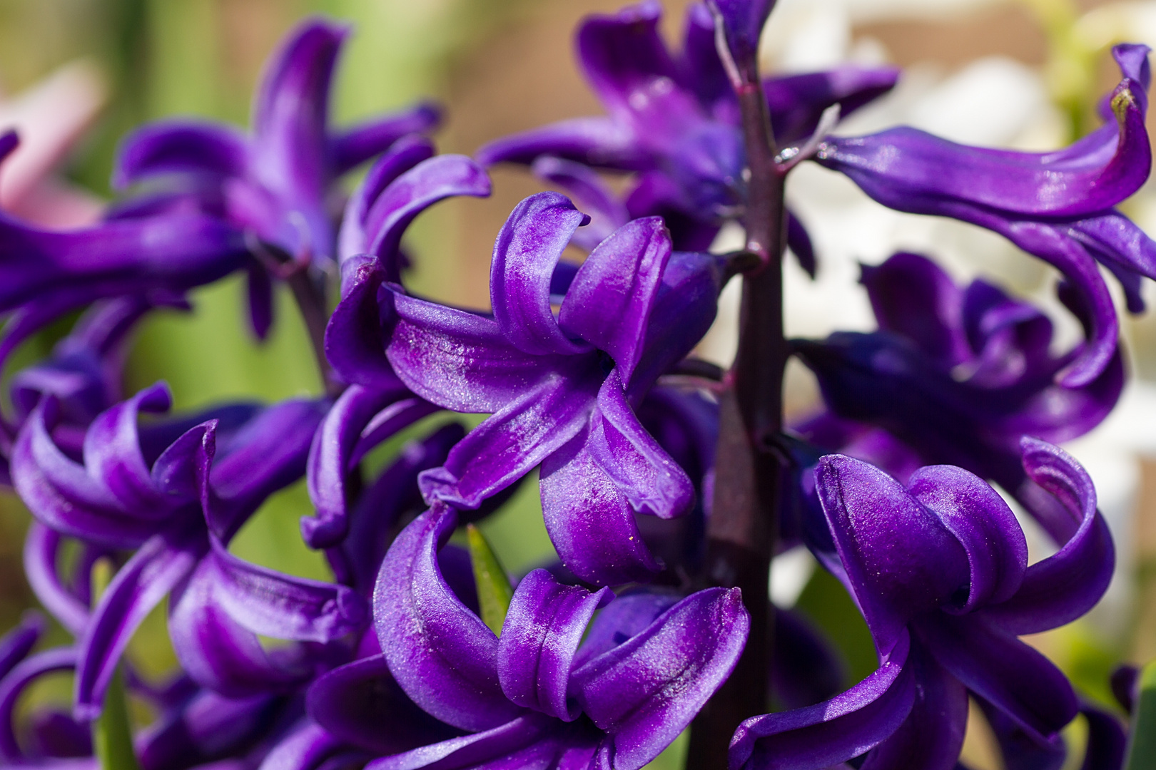 Detail einer Hyazinthenblüte