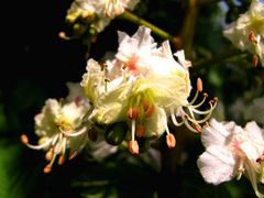 Detail einer Kastanienblüte.