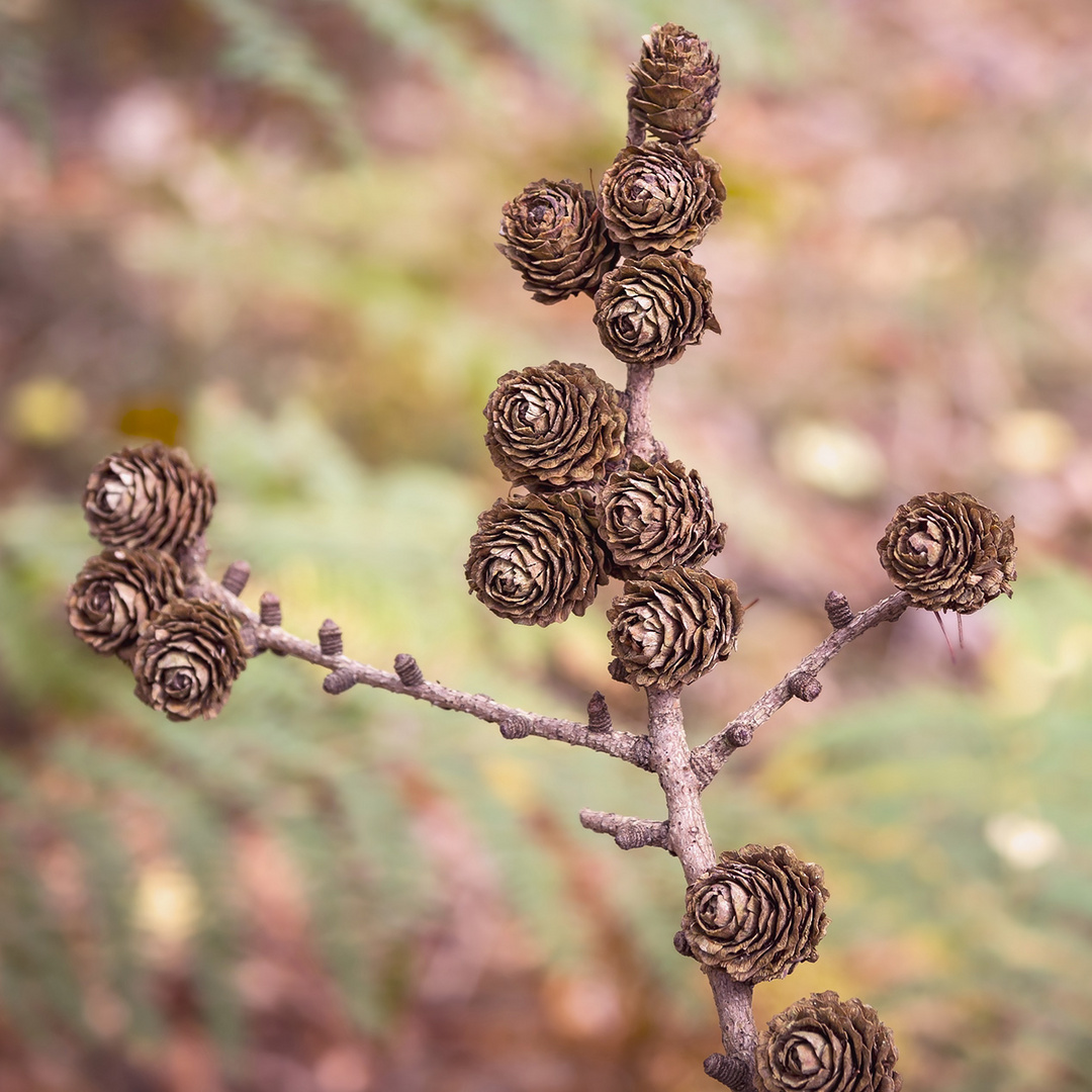 Detail einer Lärche im Herbst