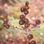 Detail einer Lärche im Herbst