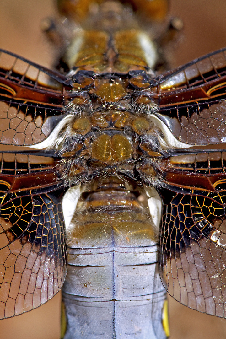 Detail einer Libelle