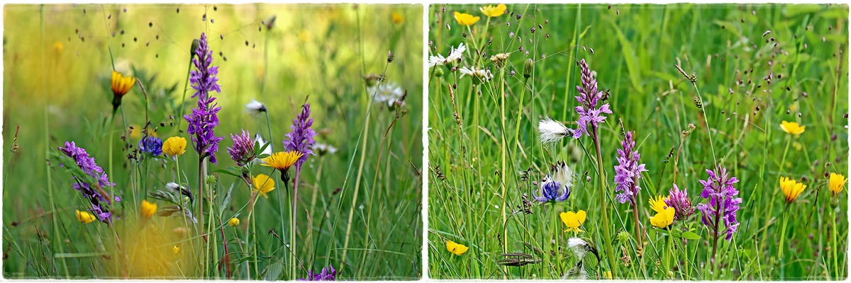 Detail einer (noch) feuchten Wildblumenwiese