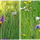 Detail einer (noch) feuchten Wildblumenwiese