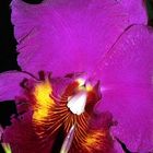 Detail einer Orchidee