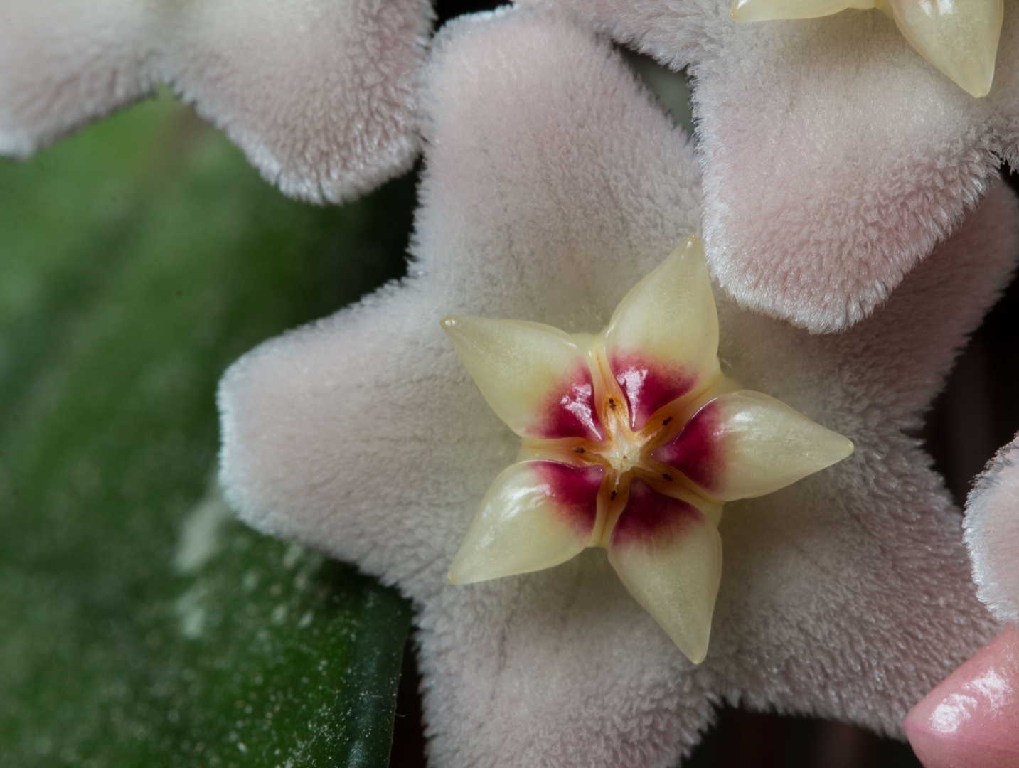 Detail einer Porzellanblüte