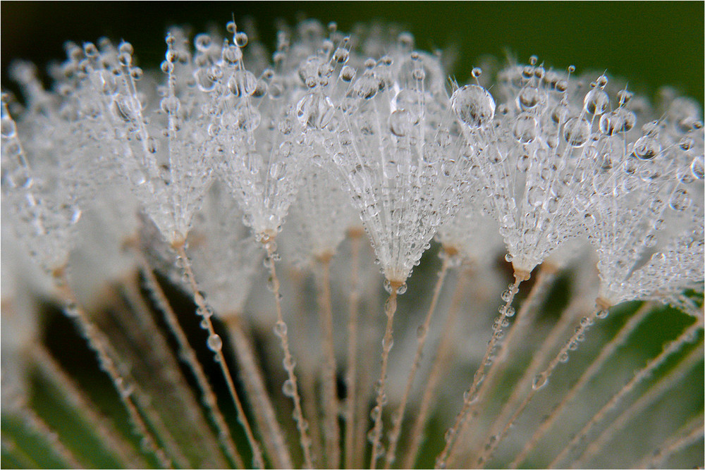 "Detail einer Pusteblume"