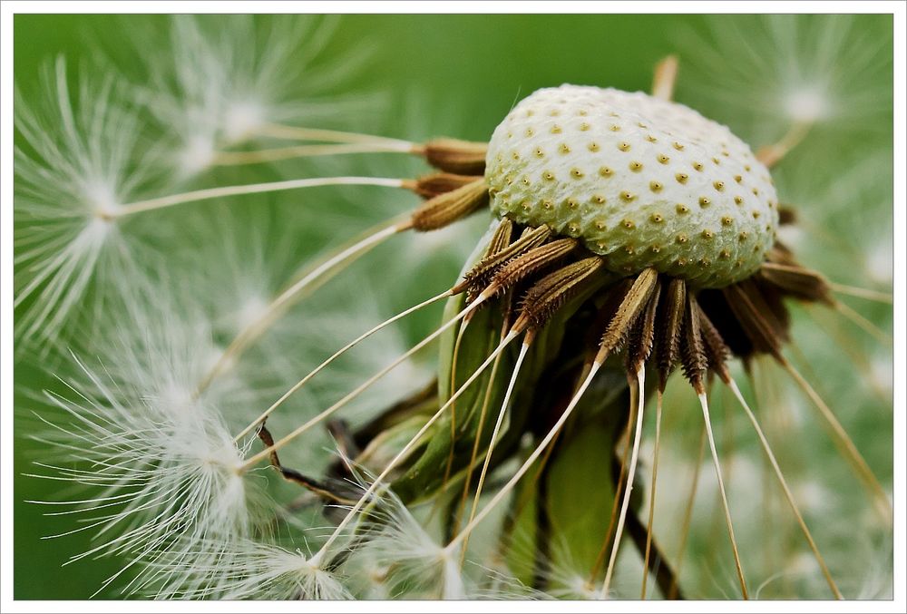 Detail einer Pusteblume