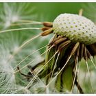 Detail einer Pusteblume