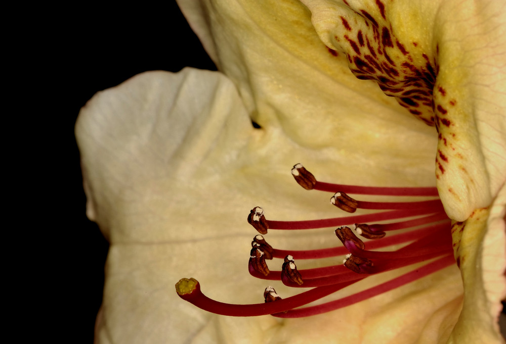Detail einer Rhododendronblüte