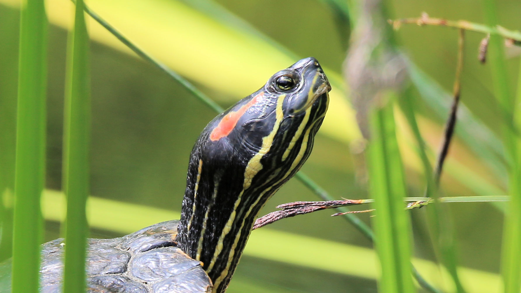 Detail einer Rotwangenschildkröte