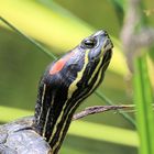 Detail einer Rotwangenschildkröte