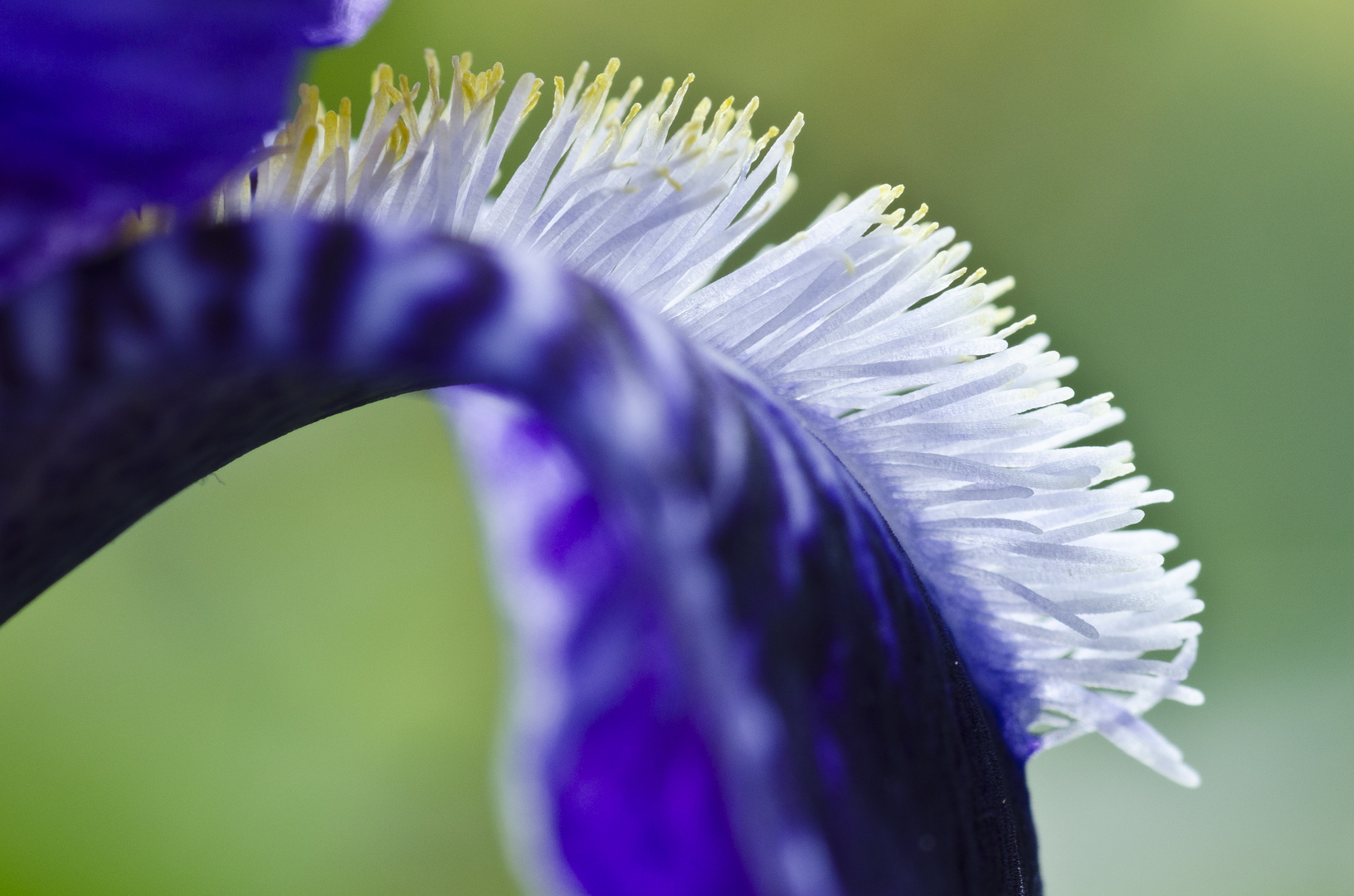 Detail einer Schwertlilien-Blüte