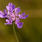 Detail einer Sommerwiese im August....