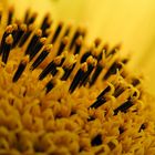Detail einer Sonnenblume