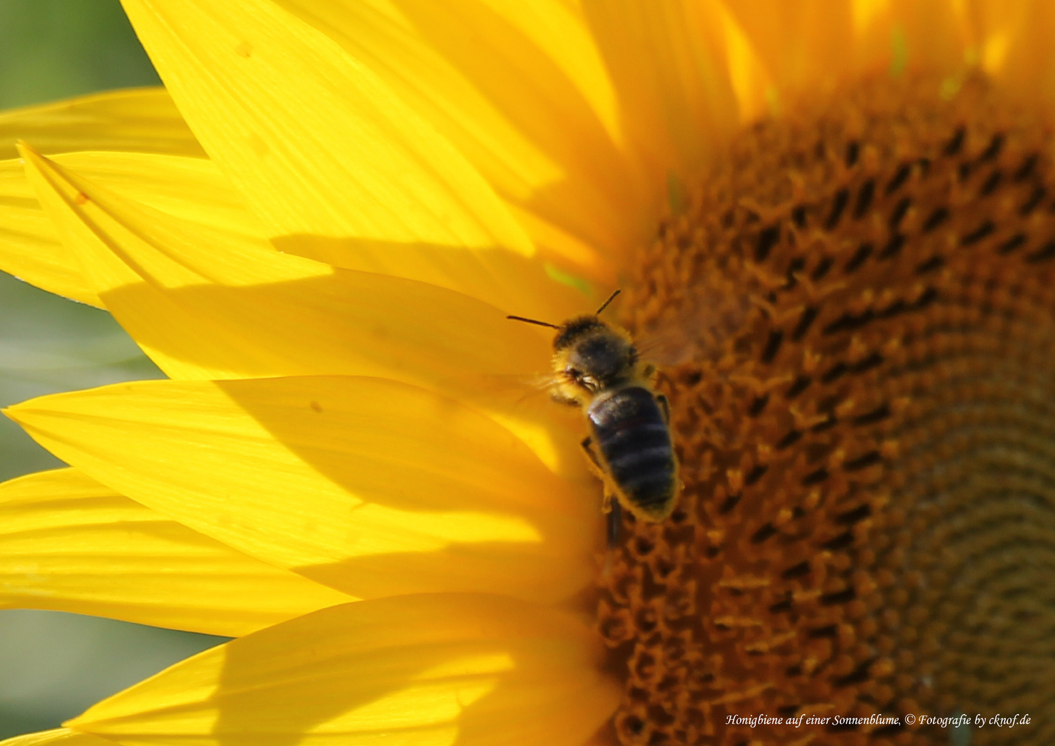 Detail einer Sonnenblume mit einer Biene