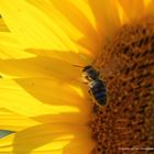 Detail einer Sonnenblume mit einer Biene