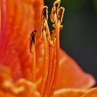 Detail einer Taglilie