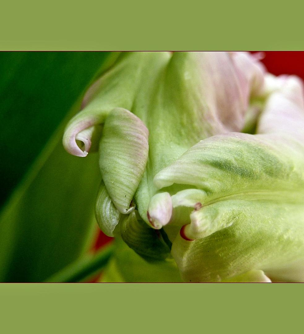 Detail einer Tulpe