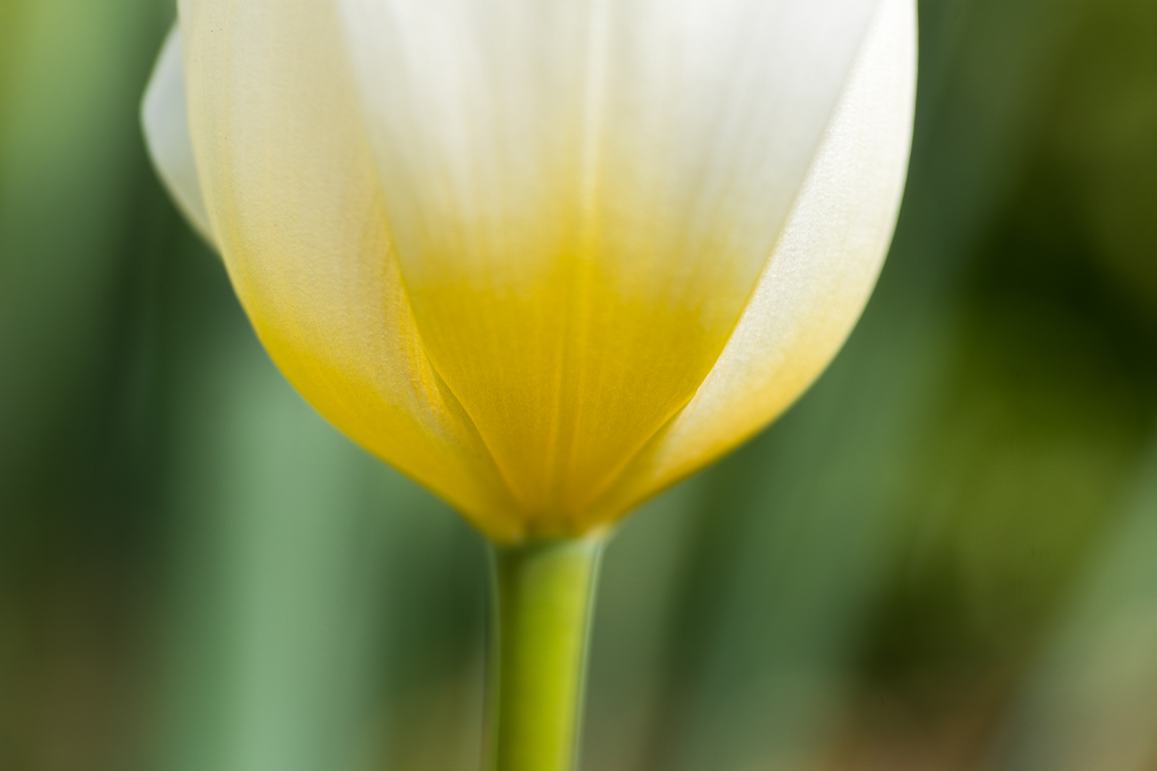 Detail einer Tulpe