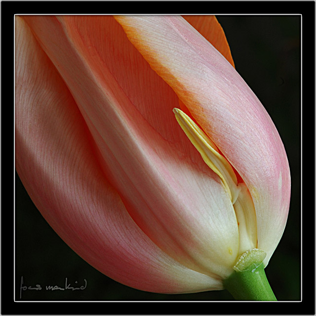 Detail einer Tulpe