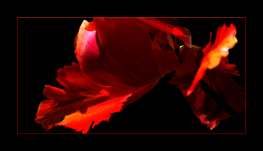 Detail einer Tulpenblüte
