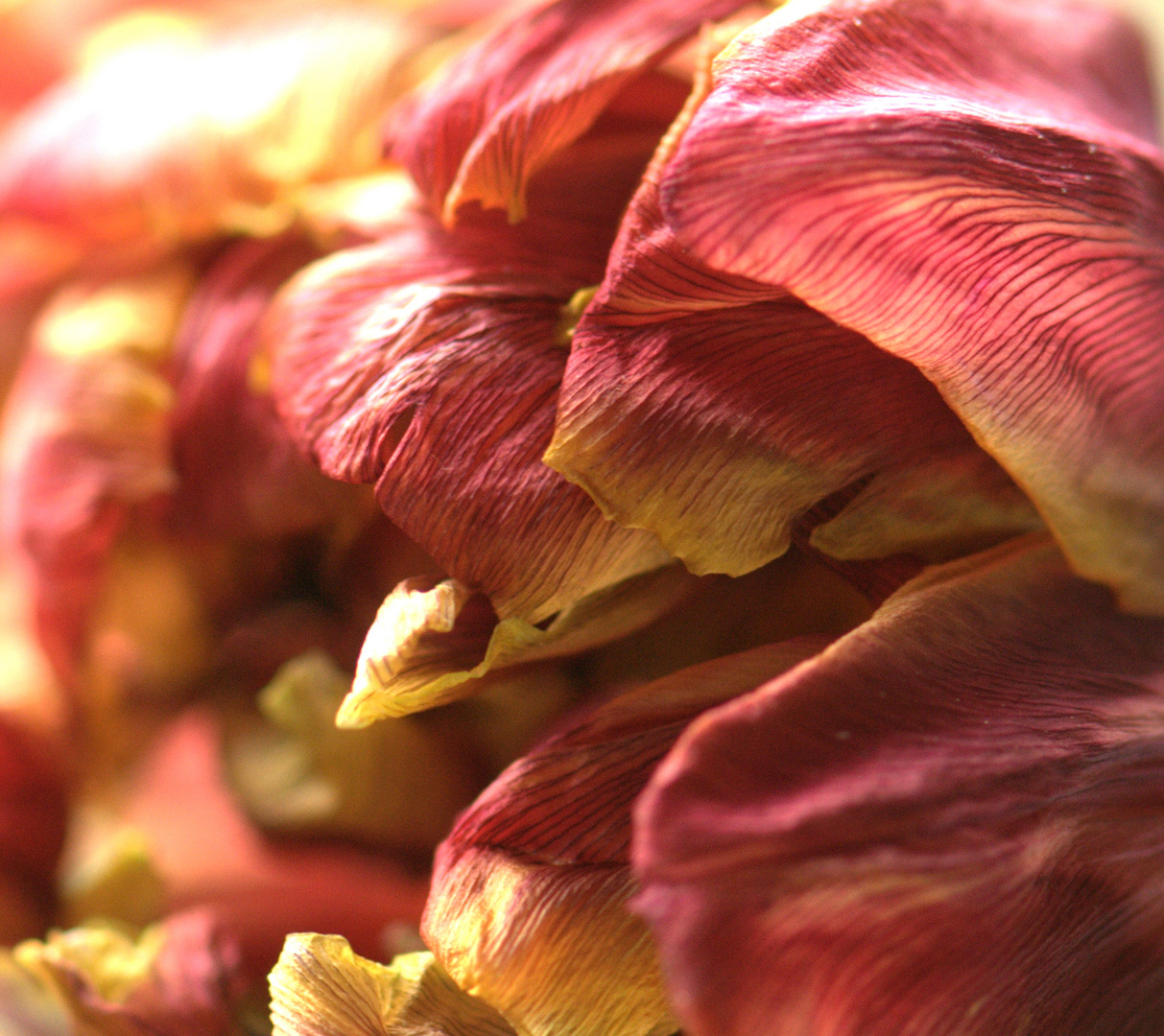 Detail einer verblühenden Tulpe