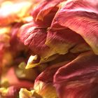 Detail einer verblühenden Tulpe