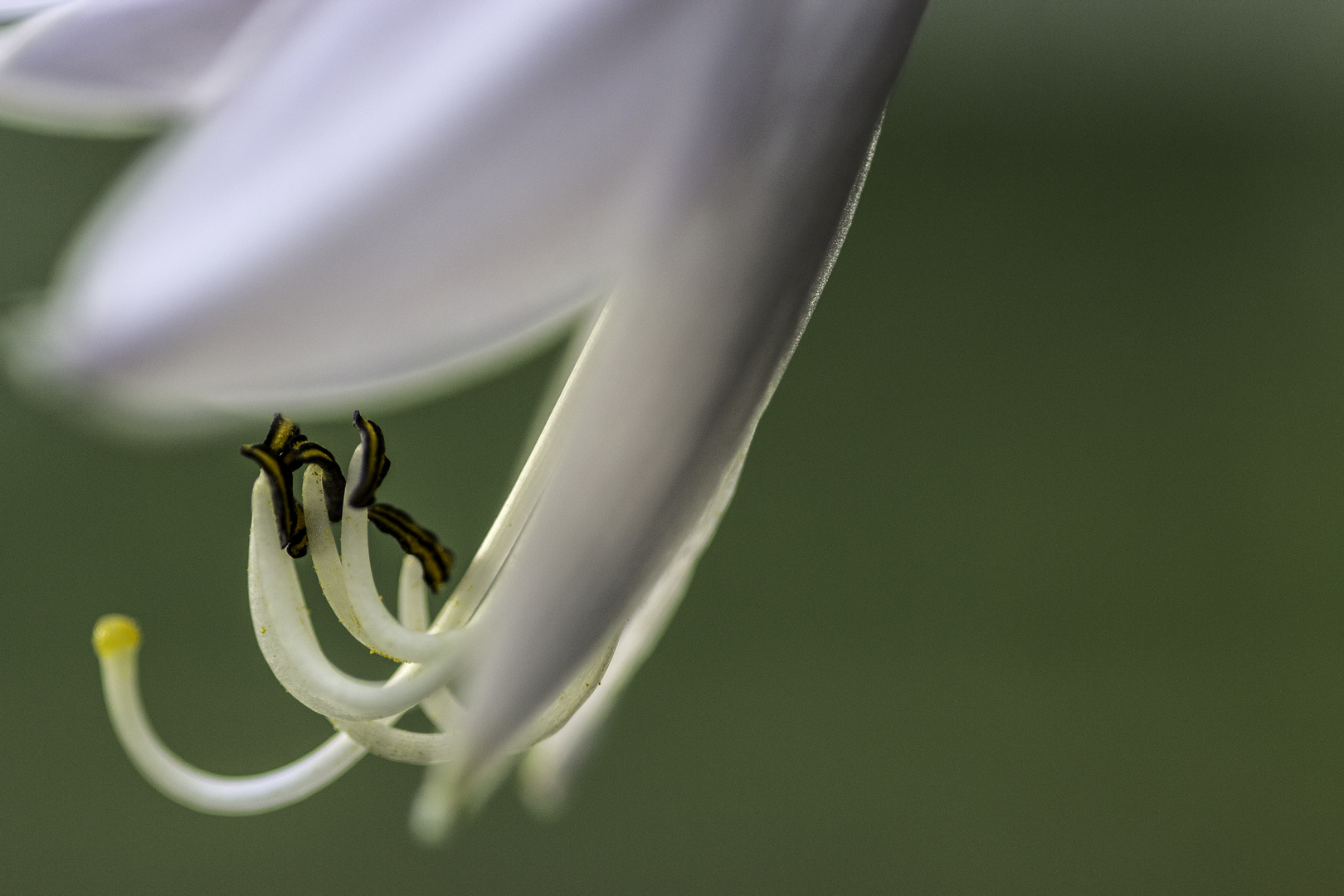 Detail  einer weißen Herzblattlilie