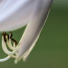 Detail  einer weißen Herzblattlilie