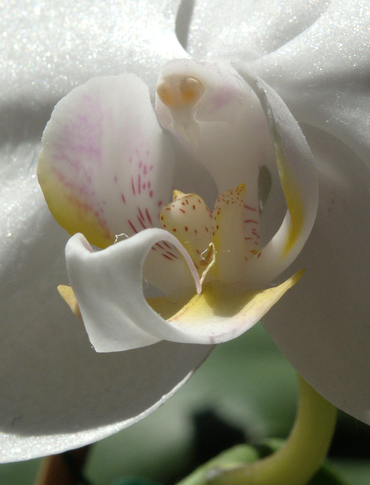 Detail einer weißen Orchidee