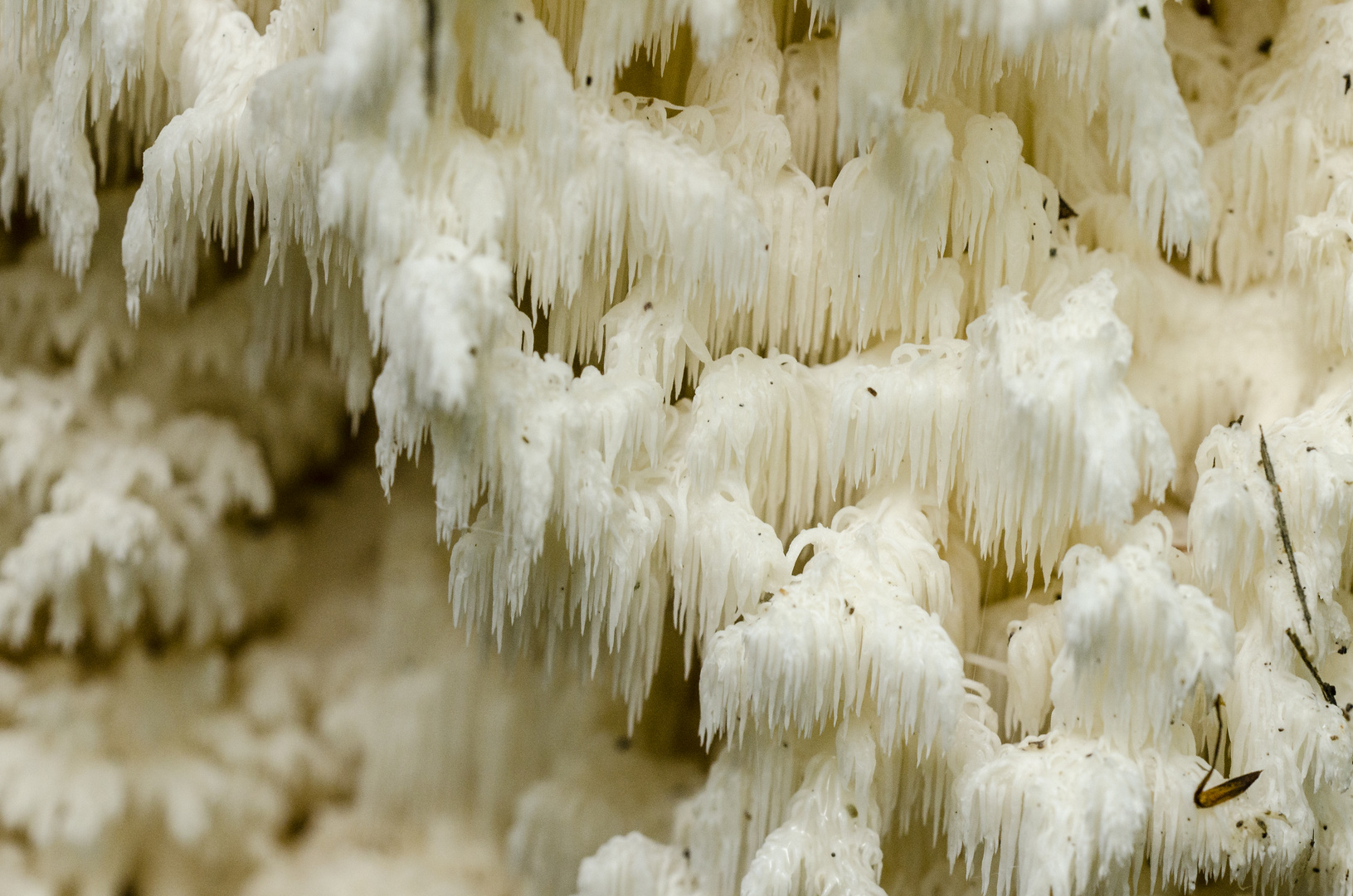 Detail eines Ästigen Stachelbarts (Hericium coralloides)