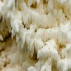 Detail eines Ästigen Stachelbarts (Hericium coralloides)