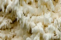 Detail eines Ästigen Stachelbarts (Hericium coralloides)