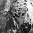 Detail eines Pferdes