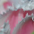 Detail eines Tulpenblattes 1
